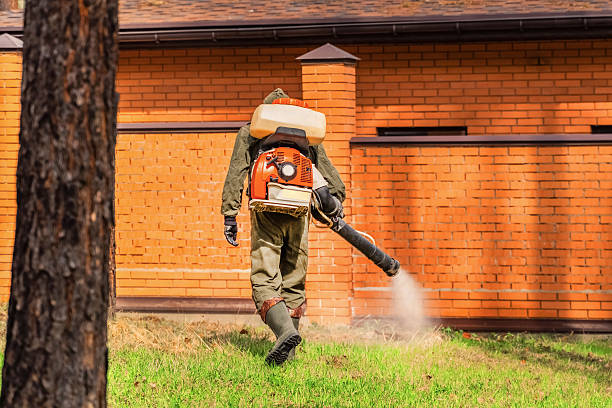 Trusted Ant Control service in Bay Park, NY - Nex Pest Control